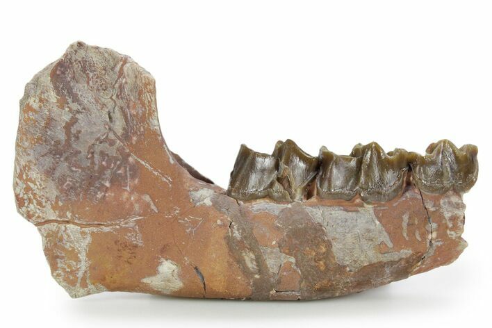 Sub-Adult Running Rhino (Hyracodon) Jaw Section - South Dakota #355977